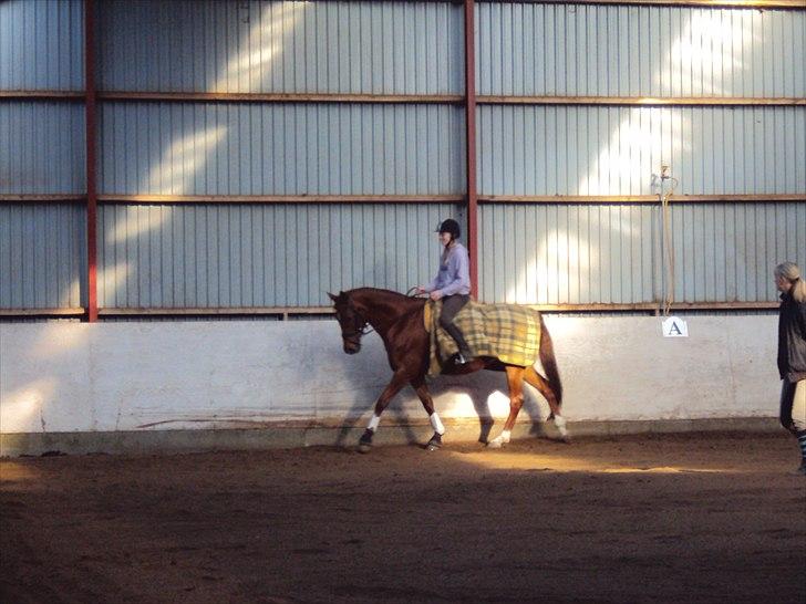 Dansk Varmblod Genua Lyngriis - 14) Foto: Stine Hansen billede 14