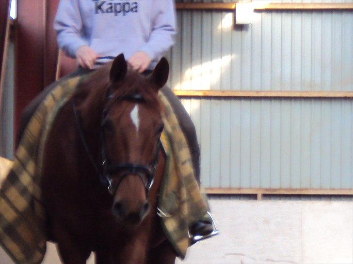 Dansk Varmblod Genua Lyngriis - 15) Foto: Stine Hansen billede 15