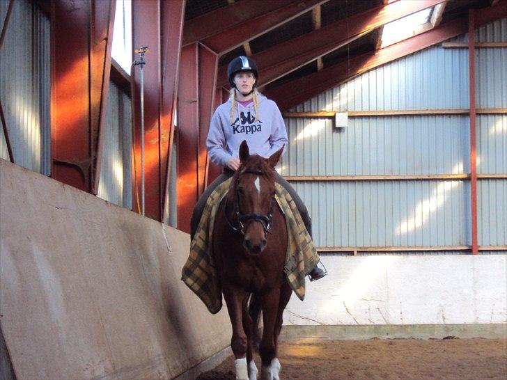 Dansk Varmblod Genua Lyngriis - 16) Foto: Stine Hansen billede 16