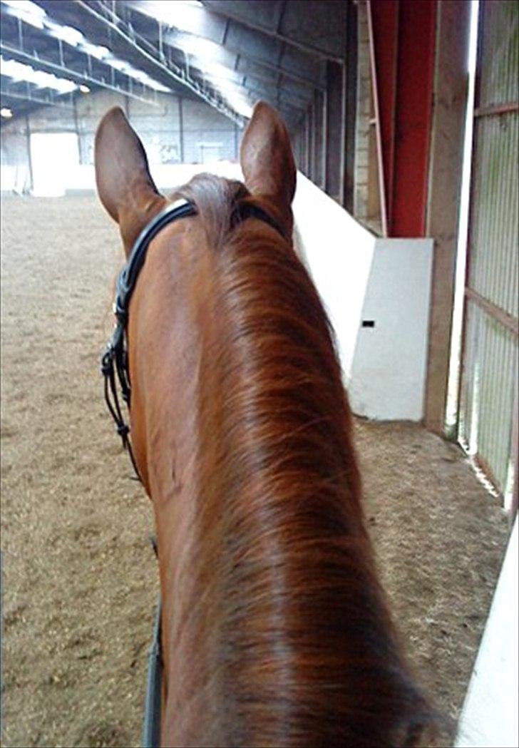 Dansk Varmblod Genua Lyngriis - 17) Foto: mig billede 17