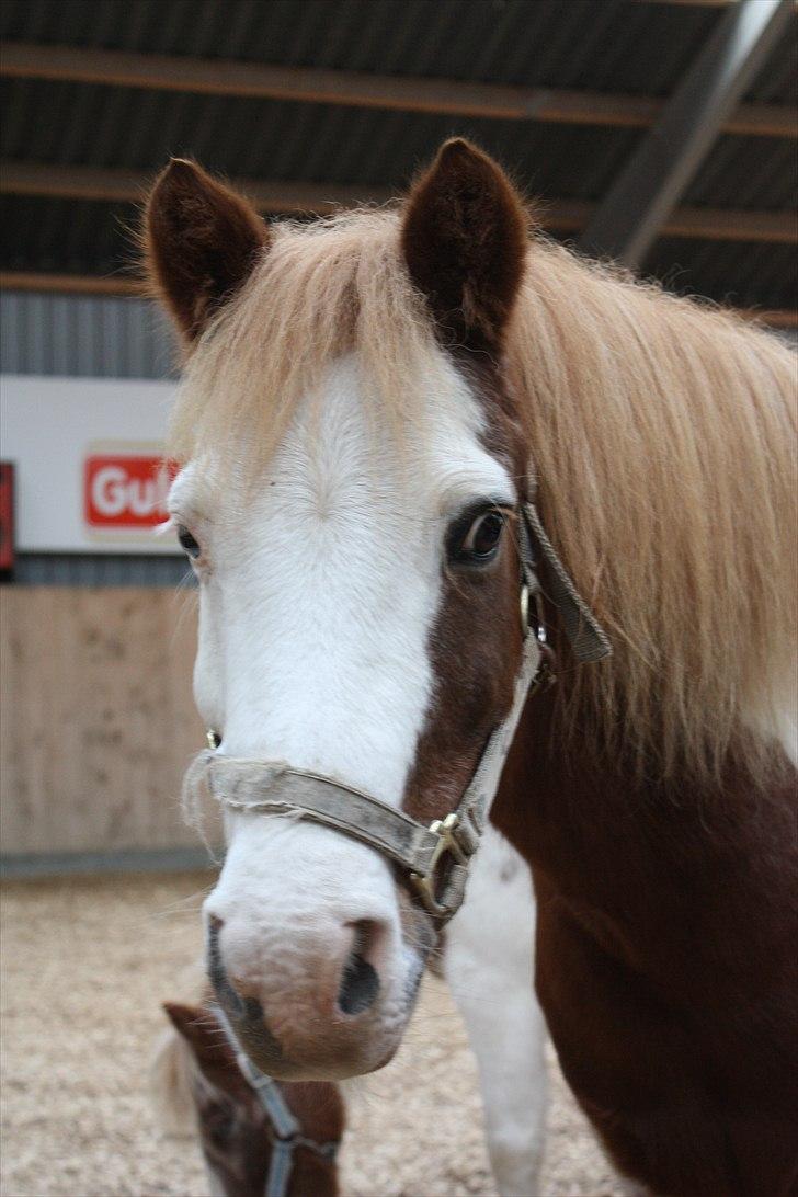 Anden særlig race nikki - hej lille ven kommenter gerne så bliver jeg rigtig glad :) billede 1