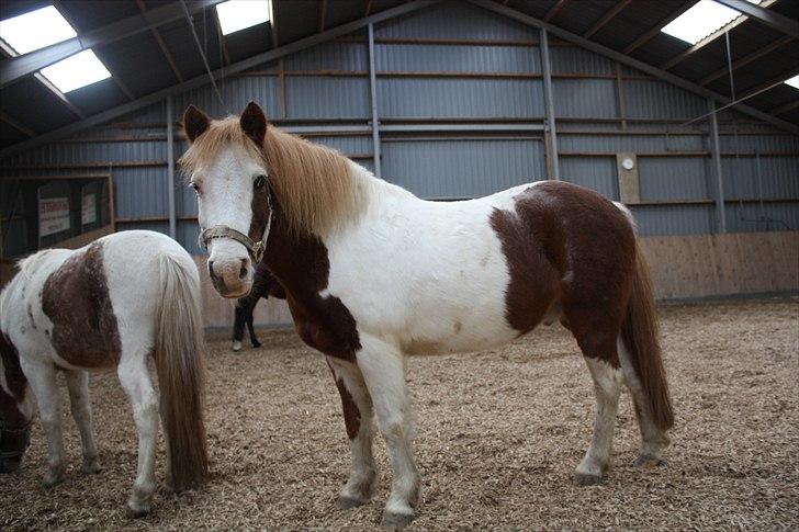 Anden særlig race nikki - smukke mig billede 2