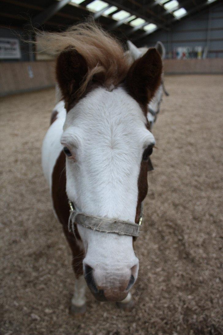 Anden særlig race nikki - jeg er en rigtig dreng med strit hår xD billede 3