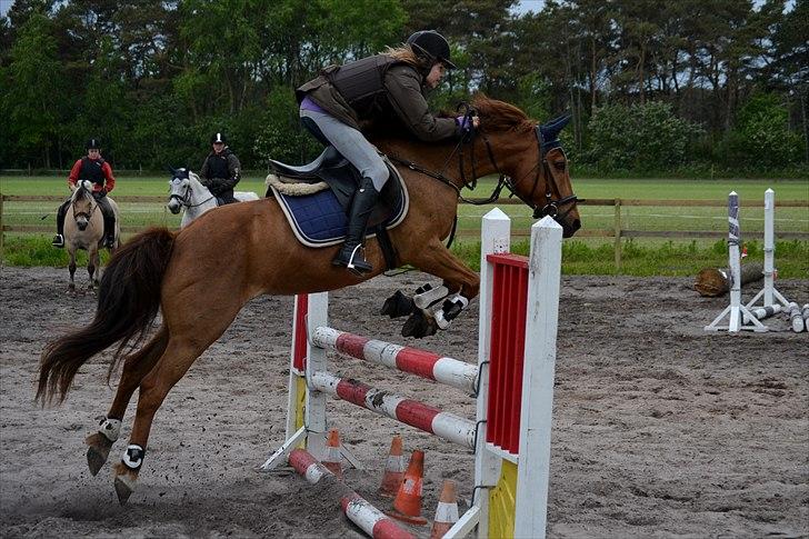 Svensk Sportspony  Casco <3 - Vildt cool spring billede!!:D Godt fanget af Nanna ^^
FOTO: Nanna. billede 18