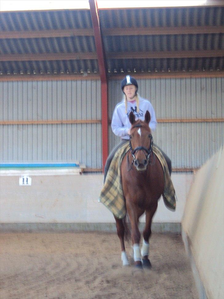 Dansk Varmblod Genua Lyngriis - 18) Foto: Stine Hansen billede 18