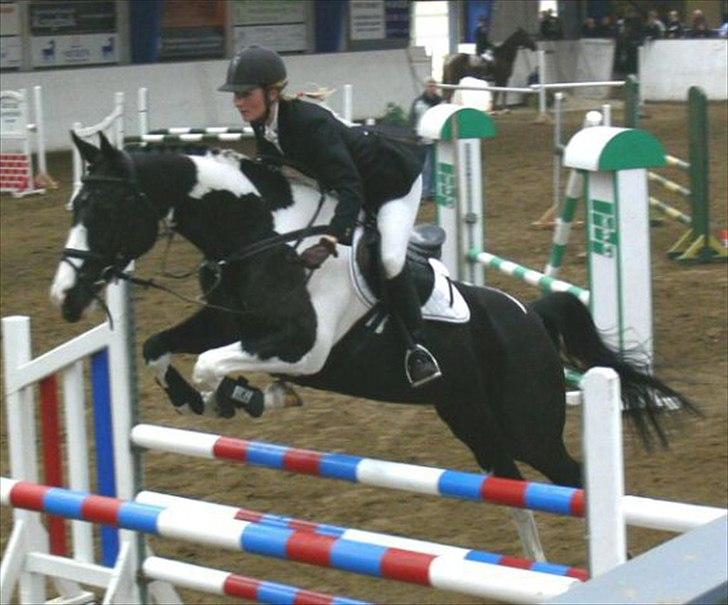 Pinto Mary Lou   - Hos tidligere ejer :)  billede 11