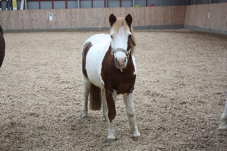 Anden særlig race nikki - hva så der ? billede 4