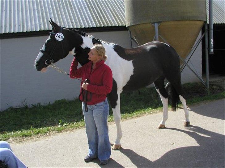 Pinto Mary Lou   - Kåring, hos tidligere ejer :)  billede 12