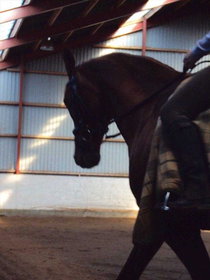 Dansk Varmblod Genua Lyngriis - 19) Foto: Stine Hansen billede 19