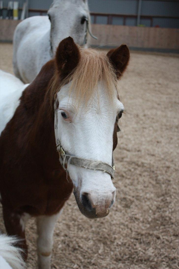 Anden særlig race nikki - er jeg ikke bare sød billede 5