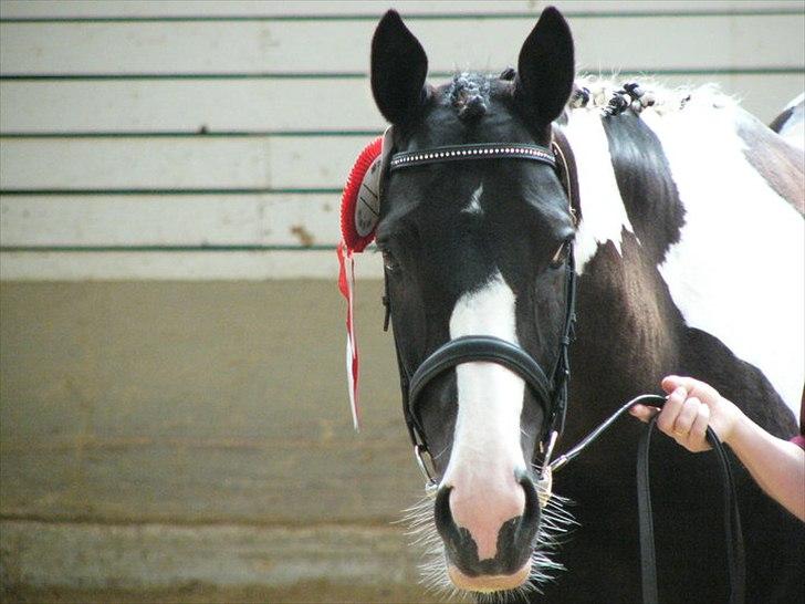 Pinto Mary Lou   - Igen, kåring hos tidligere ejer.. <3 billede 13