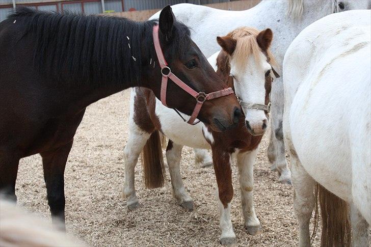 Anden særlig race nikki - hej lille nikki siger eldorado billede 6