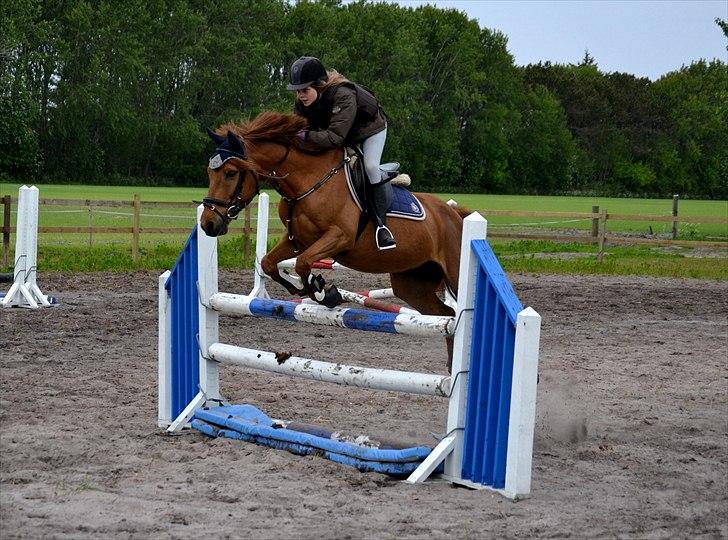Svensk Sportspony  Casco <3 - "Du mit et og alt, alt i en" <33
FOTO: Nanna. billede 16