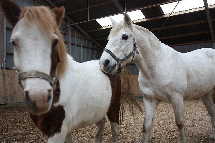 Anden særlig race nikki - hjælp snowball er efter mig :) billede 7