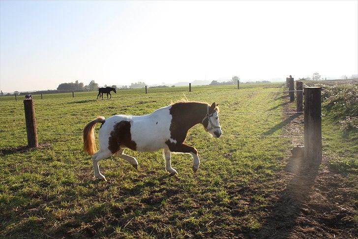 Anden særlig race nikki billede 8
