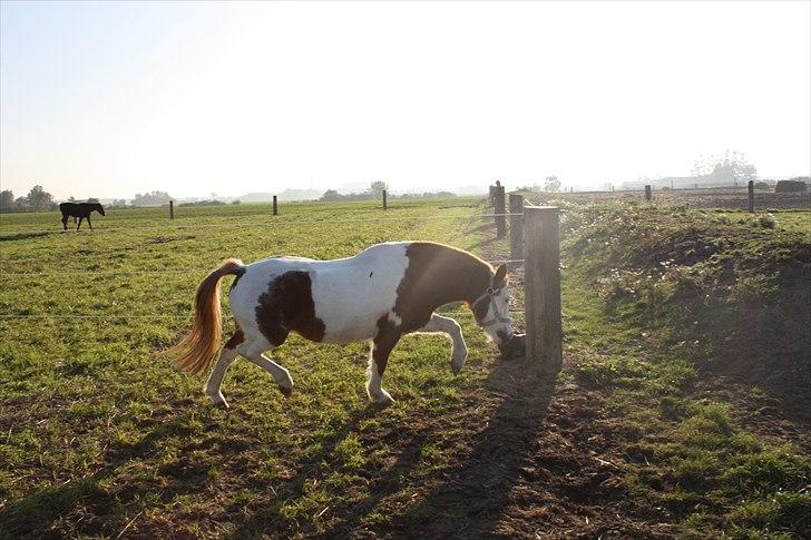 Anden særlig race nikki billede 9