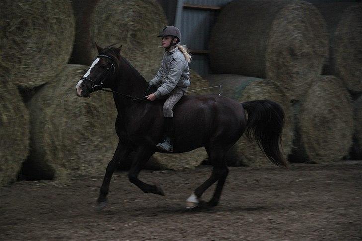 Anden særlig race Mister Jack. - Første gang vi red på hjemmebane, og skulle derfor først begynde at lære hinanden at kende. billede 7