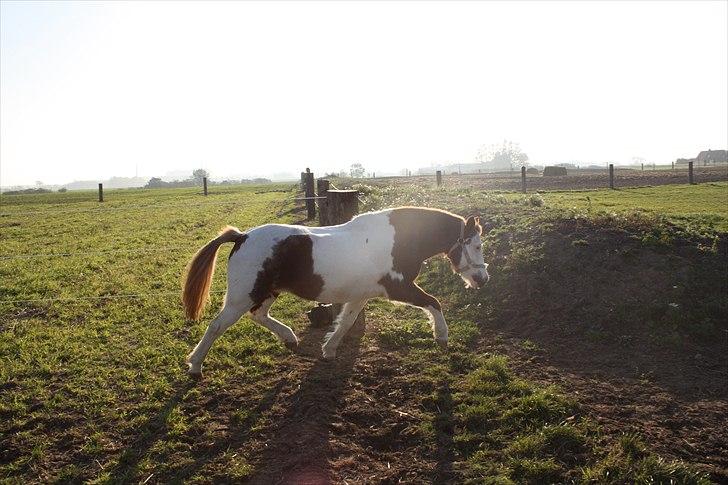 Anden særlig race nikki billede 10
