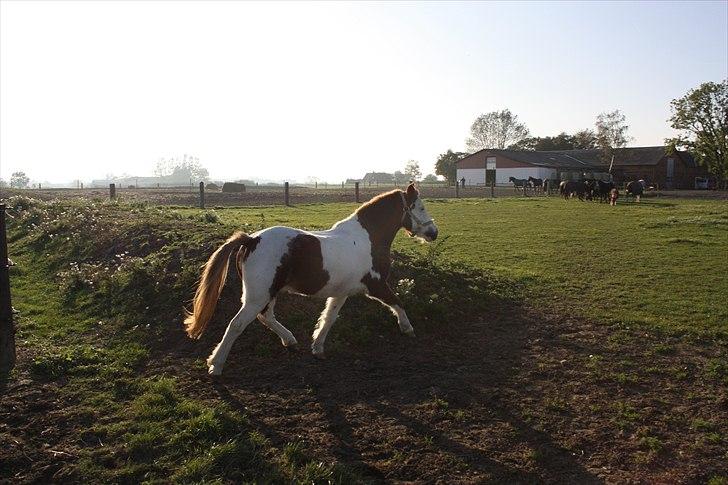 Anden særlig race nikki billede 11