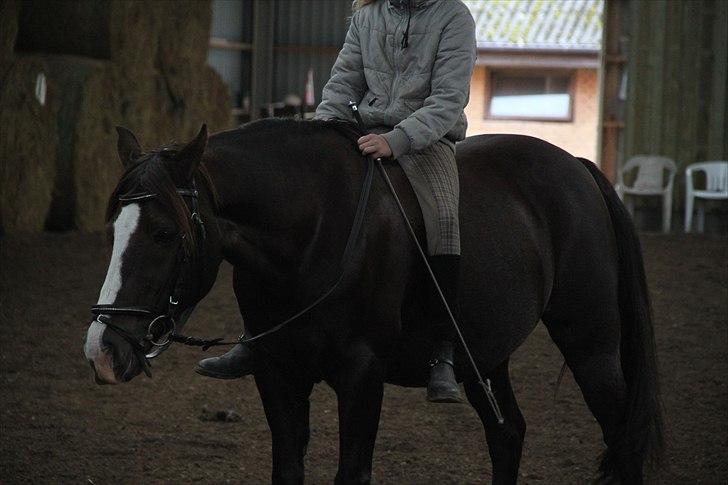 Anden særlig race Mister Jack. - Min lille trætte pony - 4 år siden :) billede 11