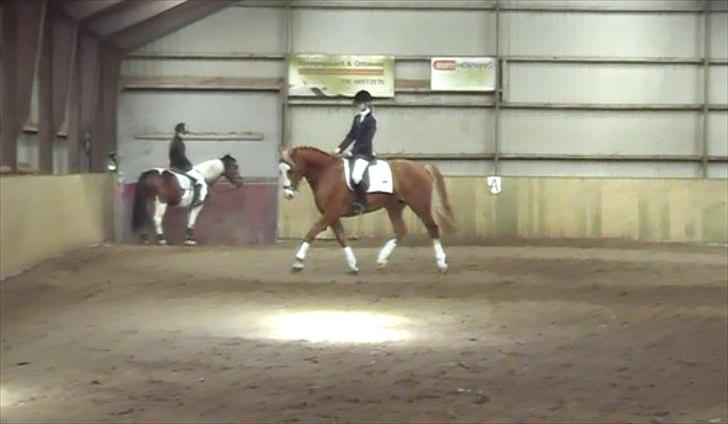 Frederiksborg Burgdorff Gucci <3 - Til dressur stæven :) 2 x første-plads :D<3 billede 7