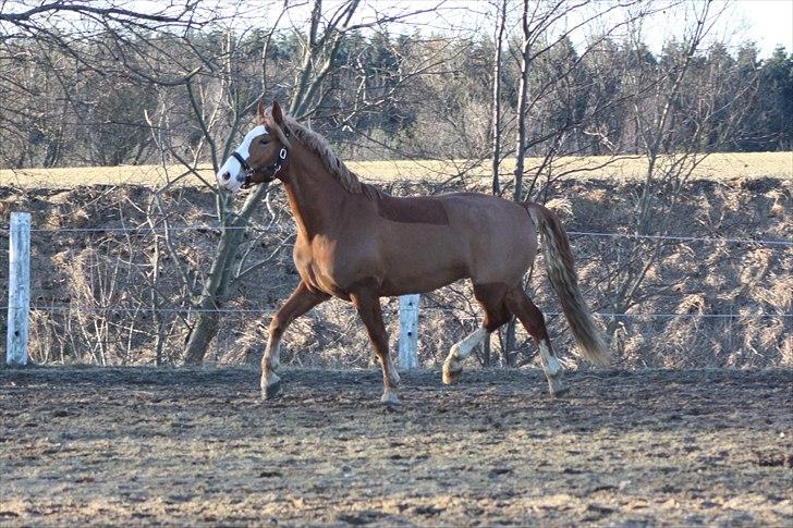 Frederiksborg Burgdorff Gucci <3 - My Boii <3 billede 9