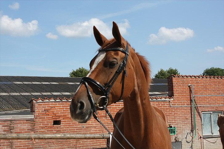 Oldenborg Wonderfull Fly RIP billede 10