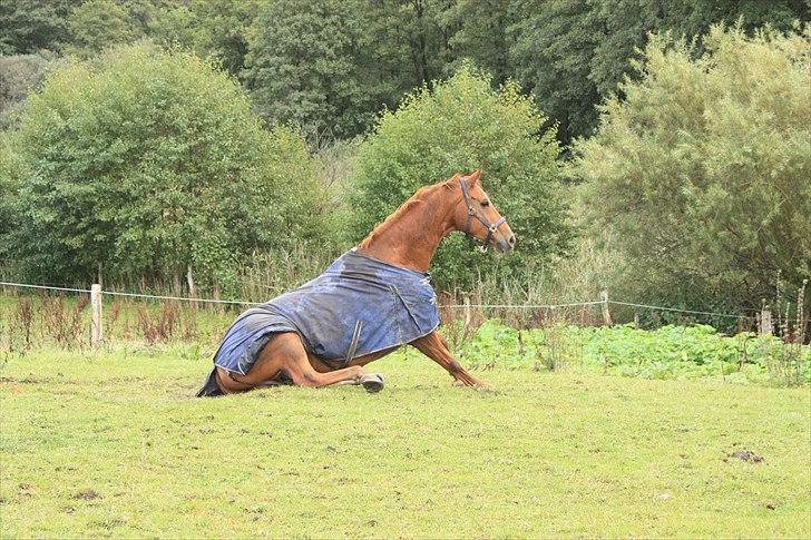 Oldenborg Wonderfull Fly RIP - Når den smukke sidder ned på folden og nyder udsigten :) Hun er såå sød billede 12