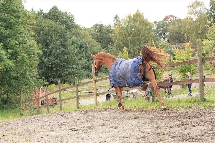 Oldenborg Wonderfull Fly RIP - Tjek lige de bagben :P billede 13