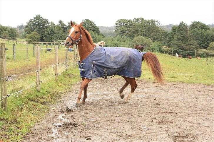 Oldenborg Wonderfull Fly RIP billede 14
