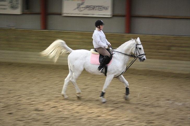 Dansk Varmblod La Troya ( solgt ) - Lørdag d. 23/10-2010 Træner med glidetøjle ;) billede 16