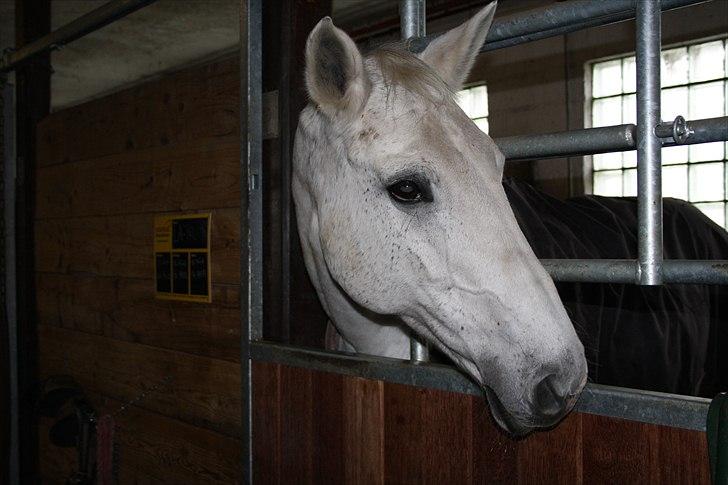 Dansk Varmblod La Troya ( solgt ) - Troya i hendes boks ;) <3 billede 17