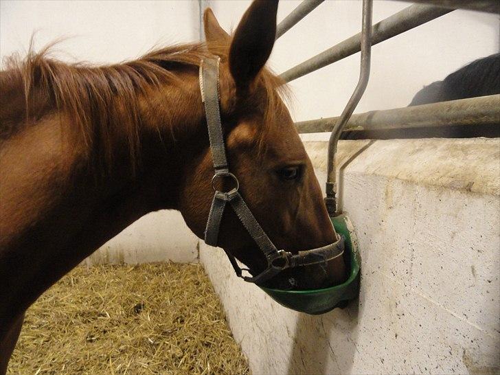 Anden særlig race Mira (Misty) - Mira drikker lige lidt vand <3 billede 5