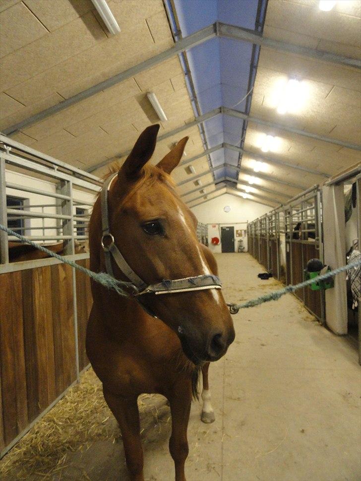 Anden særlig race Mira (Misty) - Mira på staldgangen :)  billede 6