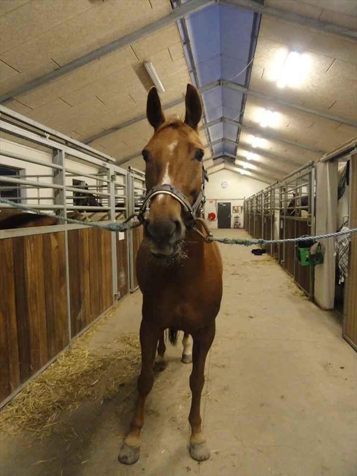 Anden særlig race Mira (Misty) billede 7