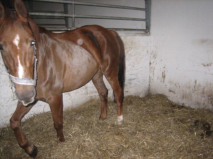 Anden særlig race Mira (Misty) - Ponyen der er helt ny-barberet <3 billede 9