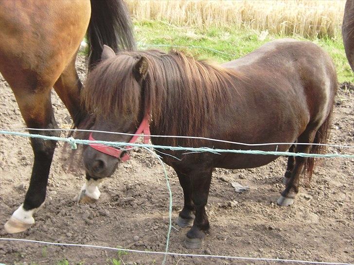 Shetlænder mille - mille....:)      flere billeder kommer når jeg får taget nogle:) billede 1