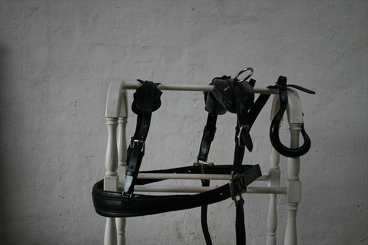 Shetlænder Robin - SOLGT! - køresele til shetter.. tilsalg billede 10