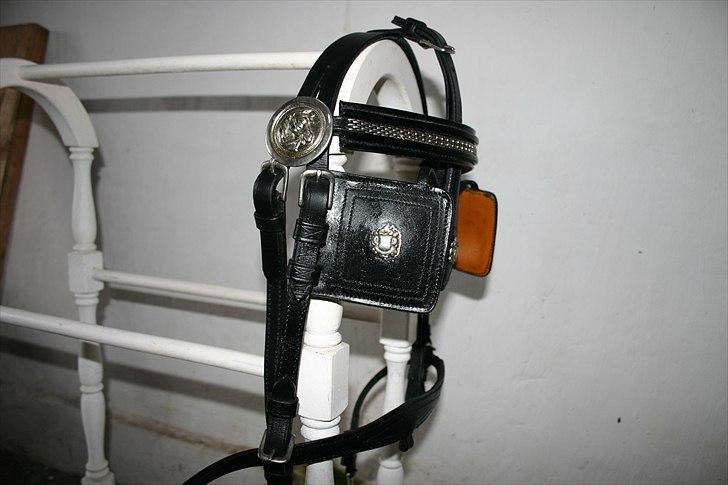 Shetlænder Robin - SOLGT! - Kørehovedtøj til shetter ... tilsalg  billede 11