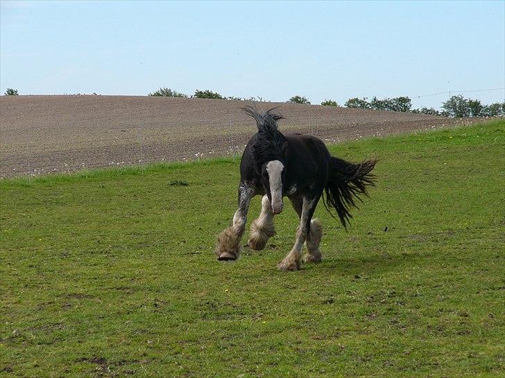 Irish Cob Charlie of The Irish Western art Ranch - *Vildhesten* Charlie d.31 maj 2010 billede 22