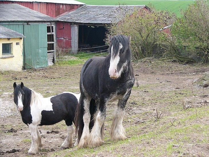 Irish Cob Charlie of The Irish Western art Ranch - Charlie d.5 oktorber 2010 billede 25