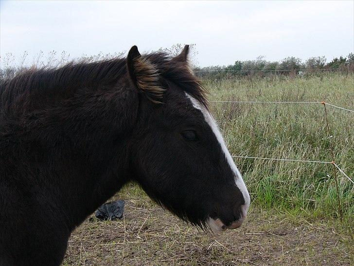 Irish Cob Hebe. (Solgt) - Taget d.5 okt. 2010 billede 11