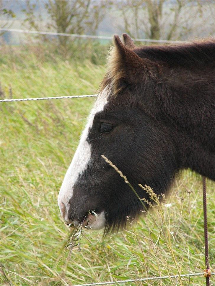 Irish Cob Hebe. (Solgt) - Taget d.5 okt. 2010 billede 13