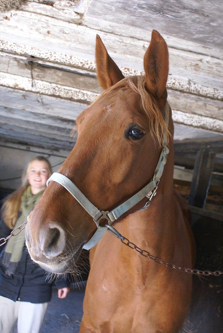 Anden særlig race Fiona (uforglemmelig <3) (solgt :( - verdens smukkeste hest med det bedste blik <3 det er et privilegie at eje dig min skat og nyde dig hver dag ;)  billede 1