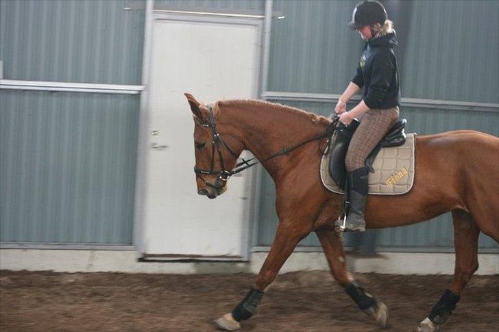 Anden særlig race Fiona (uforglemmelig <3) (solgt :( - uuuh smukke fiona <3 efter 2 md seriøs træning dvs på et sted med ridehus så vejret ikke er i vejn ;)  billede 3