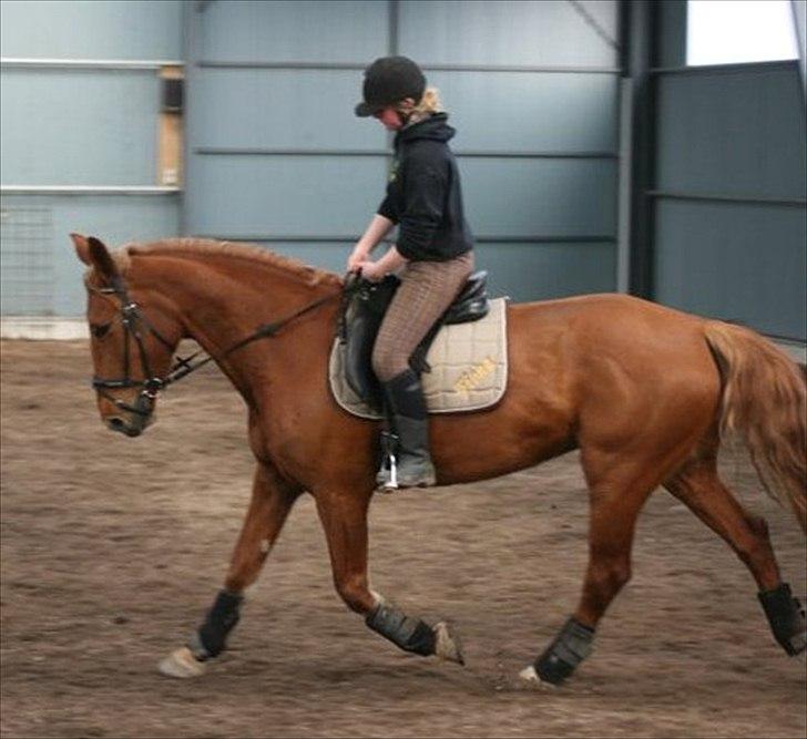 Anden særlig race Fiona (uforglemmelig <3) (solgt :( - vidunderpigen efter 2 md seriøs træning (godt at have ridehus snevejret var umuligt til andet end turridning) billede 4