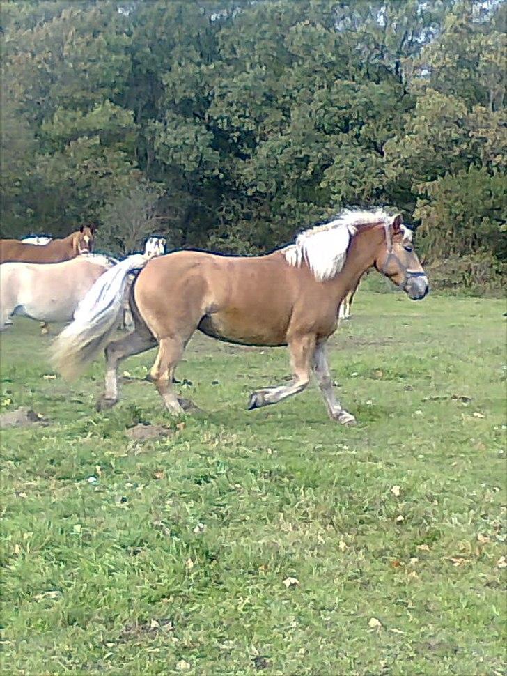 Haflinger Gildegaardens Havanna - smukke på folden billede 6