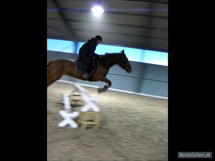 Anden særlig race Fiona (uforglemmelig <3) (solgt :( - hun er vidunderlig at springe mega dygtig springer som springer med så god kraft jeg ikke når at komme med op og frem billede 5