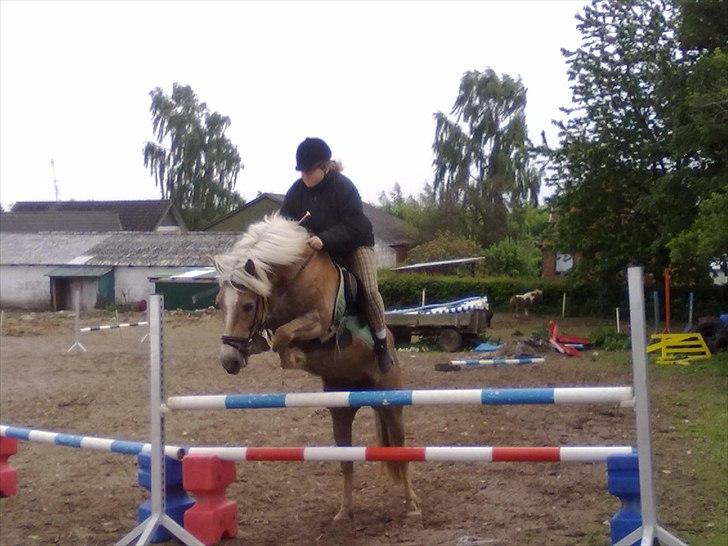 Haflinger Gildegaardens Havanna - mig og havanna billede 10