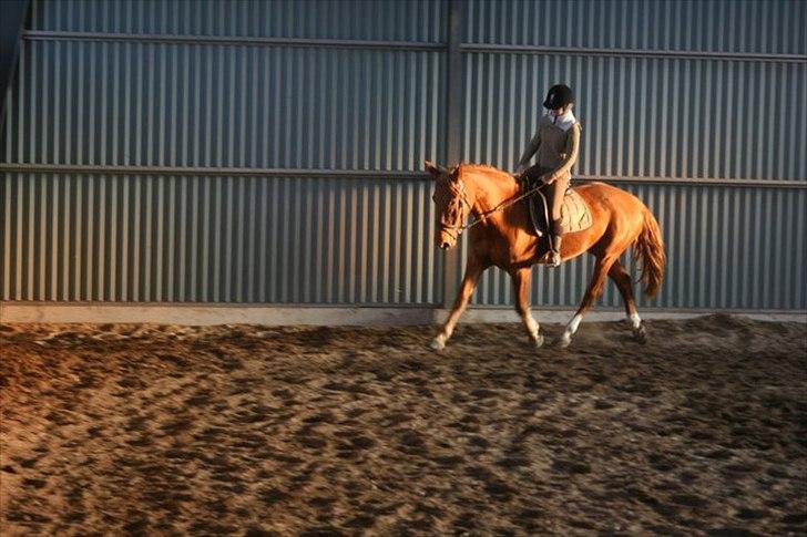 Anden særlig race Fiona (uforglemmelig <3) (solgt :( - træning i aftensol ;) på verdens bedste hest<3 billede 6